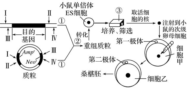 2017年感冒最新病毒：2017年流行感冒病毒解析