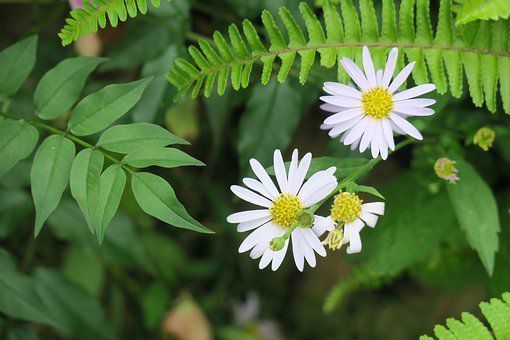 “土豆批发价势如破竹，喜见行情节节攀升”