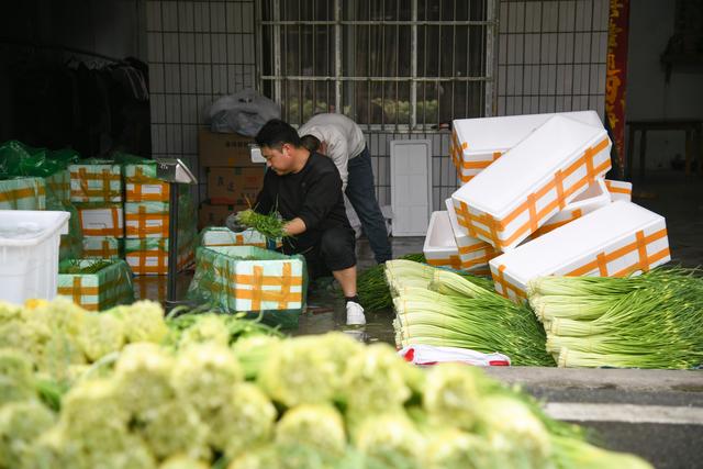 邳州市大蒜市场喜讯连连，丰收行情展望光明