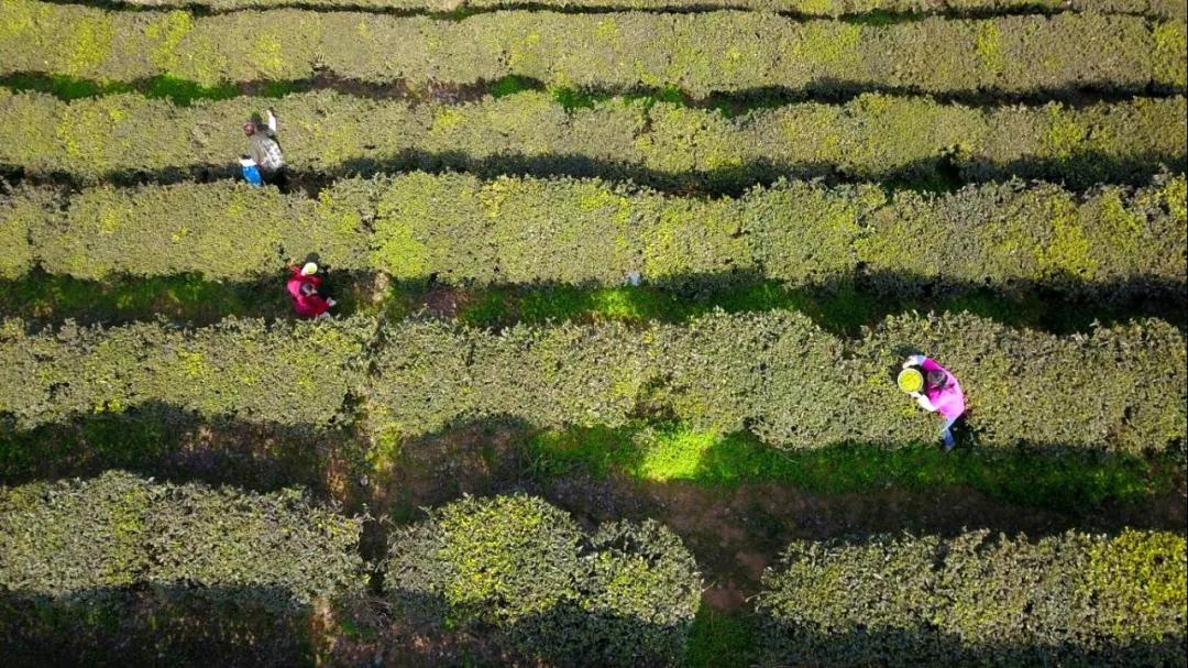 岐山新鲜资讯速递：最新动态一览无遗